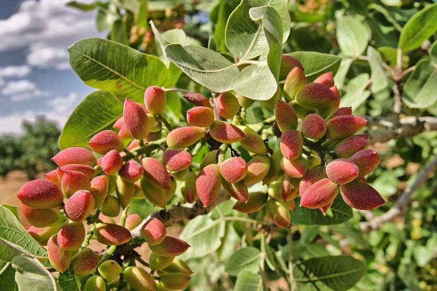 Aegina: Organic Pistachio Orchard Tour with Factory Visit - The factory visit: from orchard reality to production