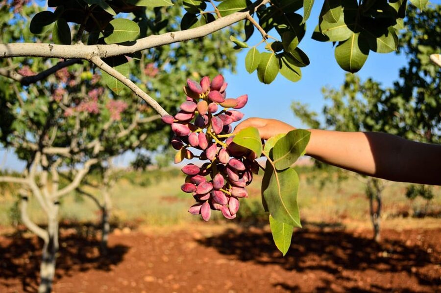 Aegina: Organic Pistachio Orchard Tour with Factory Visit - Snack time under the trees: tasting that feels connected