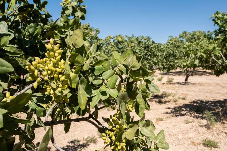 Aegina: Organic Pistachio Orchard Tour with Factory Visit - Should you book the Aegina Organic Pistachio Orchard Tour with Factory Visit?