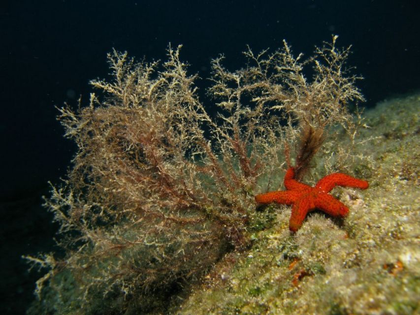 Athens: Adventure Dives in Nea Makri for Certified Divers - Instructor Supervision, Small Group Pace, and Real Human Help