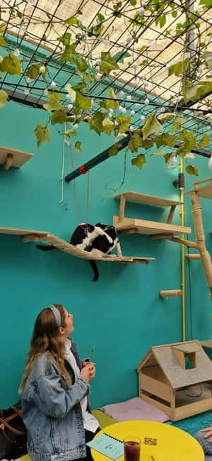 Athens: Cat Cafe Visit with Drink and Sweet - Key highlights to know before you go