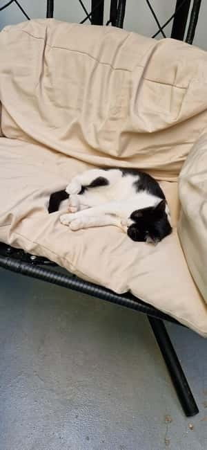 Athens: Cat Cafe Visit with Drink and Sweet - Cat Café Athens, in plain terms: what the experience feels like