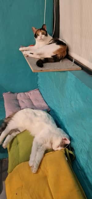 Athens: Cat Cafe Visit with Drink and Sweet - Your 1.5-hour plan: how to spend the time well