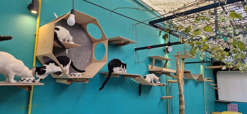 Athens: Cat Cafe Visit with Drink and Sweet - Meet the cats, with a real adoption mission behind it