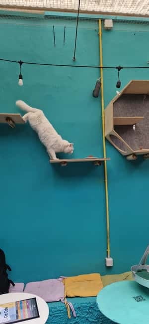 Athens: Cat Cafe Visit with Drink and Sweet - The menu: what you can order while you hang out with cats