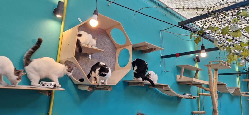 Athens: Cat Cafe Visit with Drink and Sweet - Staff and cat care: what you learn without it becoming a lecture