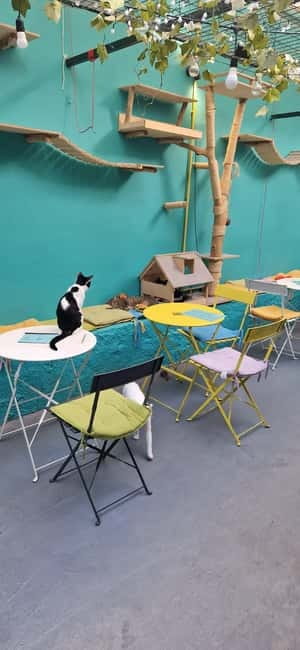 Athens: Cat Cafe Visit with Drink and Sweet - How timing and small-group size affect your experience