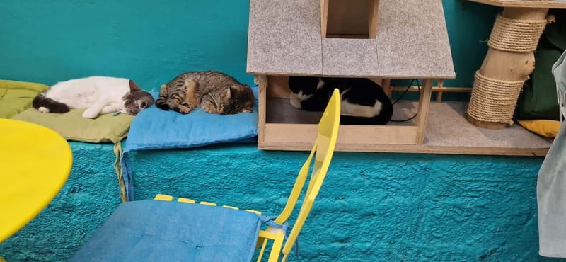 Athens: Cat Cafe Visit with Drink and Sweet - Value check: is $7.90 a smart deal in Athens?