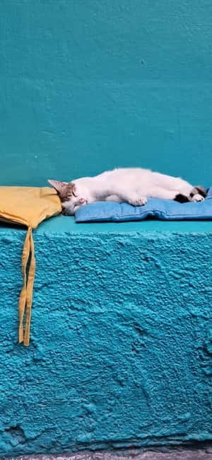 Athens: Cat Cafe Visit with Drink and Sweet - What’s included in your $7.90 ticket, and why it matters
