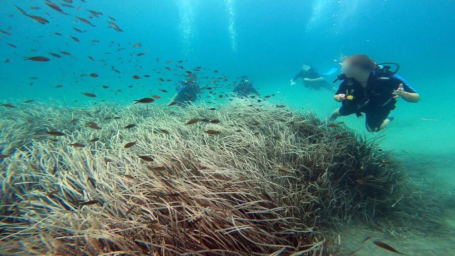 Athens East Coast: Discover Scuba Diving in Nea Makri - Getting there from Athens East Coast: what to plan for