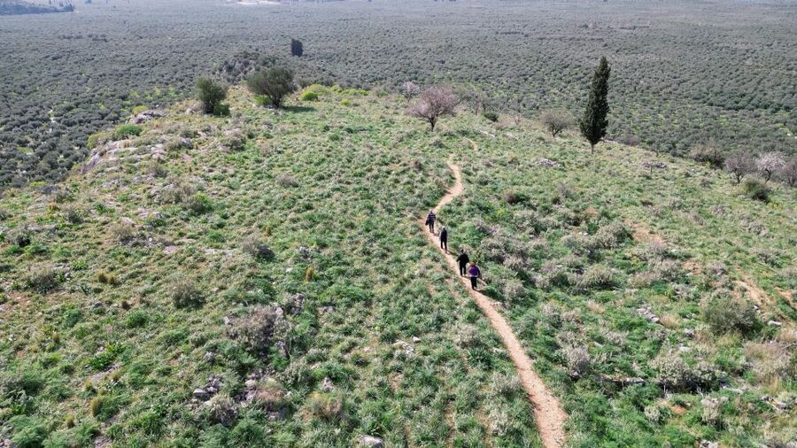 Delphi: Easy Hike on Ancient Path through the Olive Groves - Getting the Timing Right in Delphi
