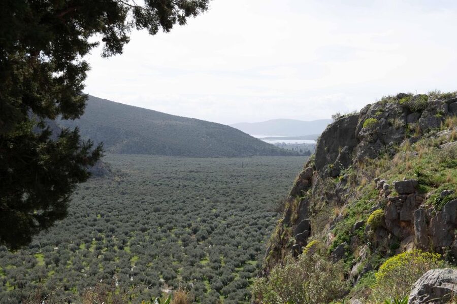 Delphi: Easy Hike on Ancient Path through the Olive Groves - Why This Delphi Hike Feels Different Than a Usual Tour