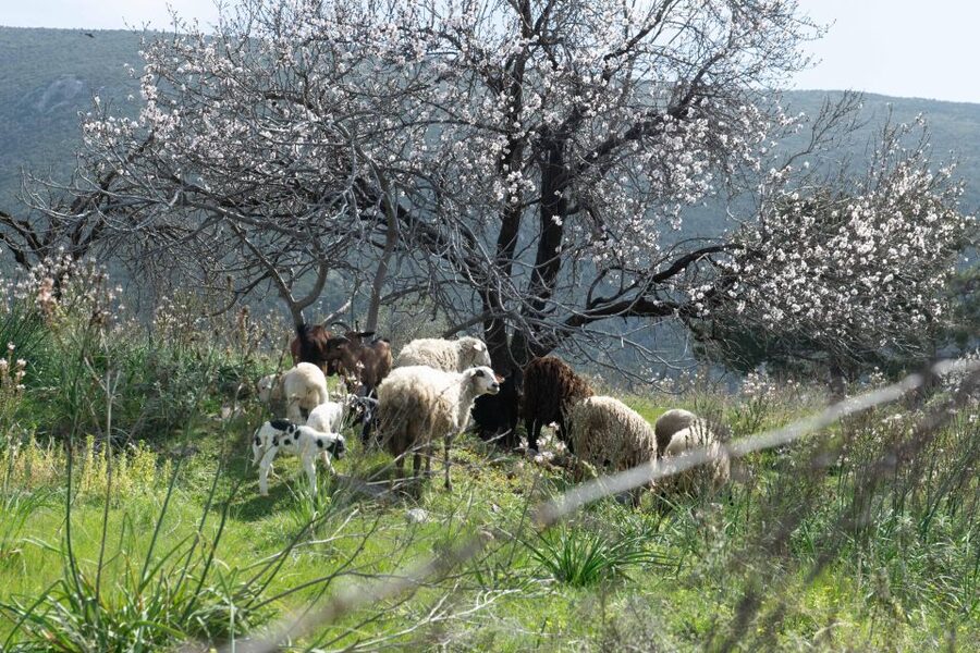 Delphi: Easy Hike on Ancient Path through the Olive Groves - Interactive Quests and Friendly Competition That Keep You Engaged