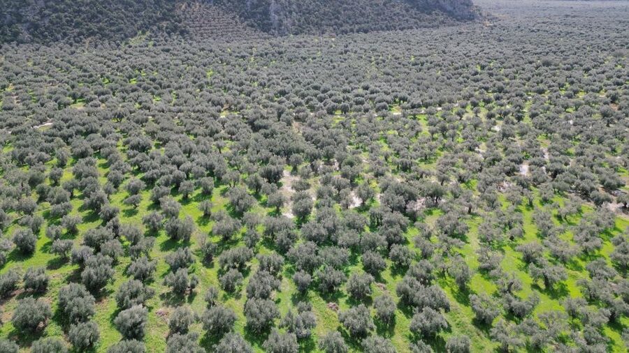 Delphi: Easy Hike on Ancient Path through the Olive Groves - The Guide Factor: Local Storytelling You Can Feel