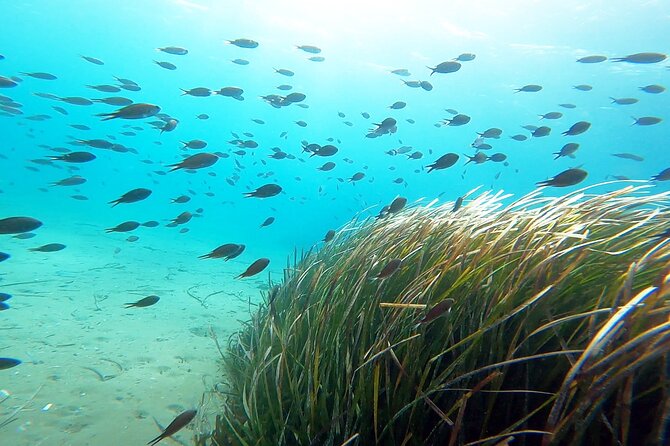Discover Small Group Scuba Diving Experience in Nea Makri, Athens - Your first underwater session: 30 to 40 minutes at 5 to 6 meters