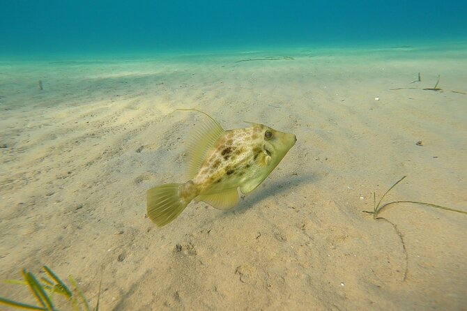 Discover Small Group Scuba Diving Experience in Nea Makri, Athens - Equipment and added touches: what to bring, what you get, and why it matters