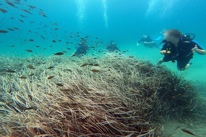 Discover Small Group Scuba Diving Experience in Nea Makri, Athens - Meet at Frinis 20 in Nea Makri, then get your bearings fast