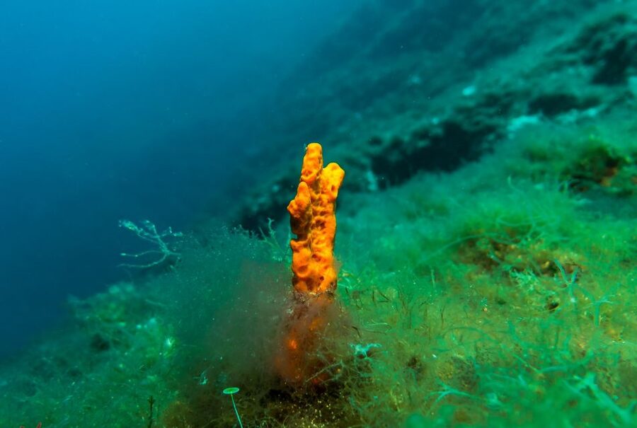 From Athens: Scuba Diving at the Blue Hole - Key things I’d plan around