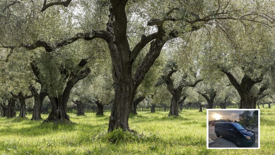 From Athens: Wine, Oil, & Cheese Tasting in Nemea & Argolis - Epidaurus Theatre and the Asclepion area: the big archaeological moment