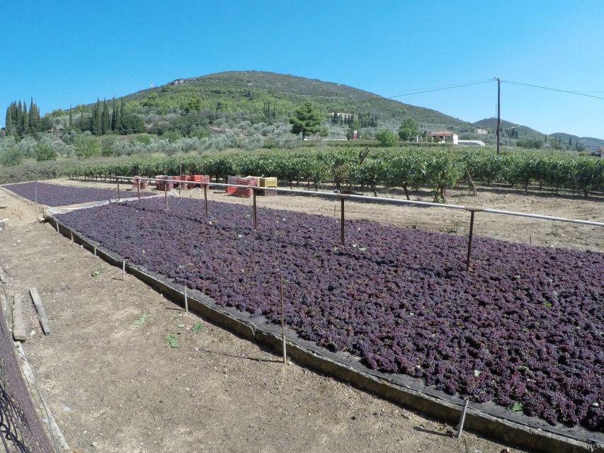 From Athens: Wine, Oil, & Cheese Tasting in Nemea & Argolis - Nemea vineyards and wine tasting in Greece’s best-known wine region