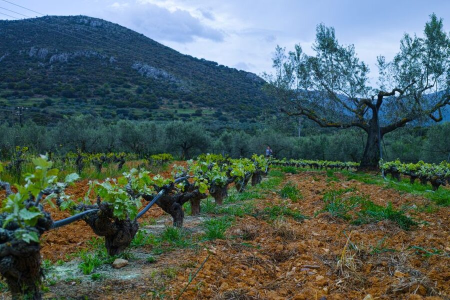 From Athens: Wine, Oil, & Cheese Tasting in Nemea & Argolis - Getting the logistics right: what the private group setup means