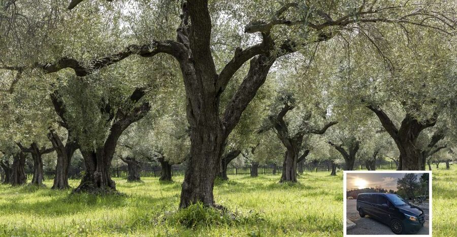 From Athens: Wine, Oil, & Cheese Tasting in Nemea & Argolis - First stop: traditional cheese tasting in Ancient Epidaurus