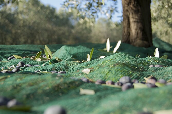 Full-Day Private Tour Corinth and Olive Oil Tasting from Athens - Stop 2: Ancient Corinth, what you’ll actually focus on