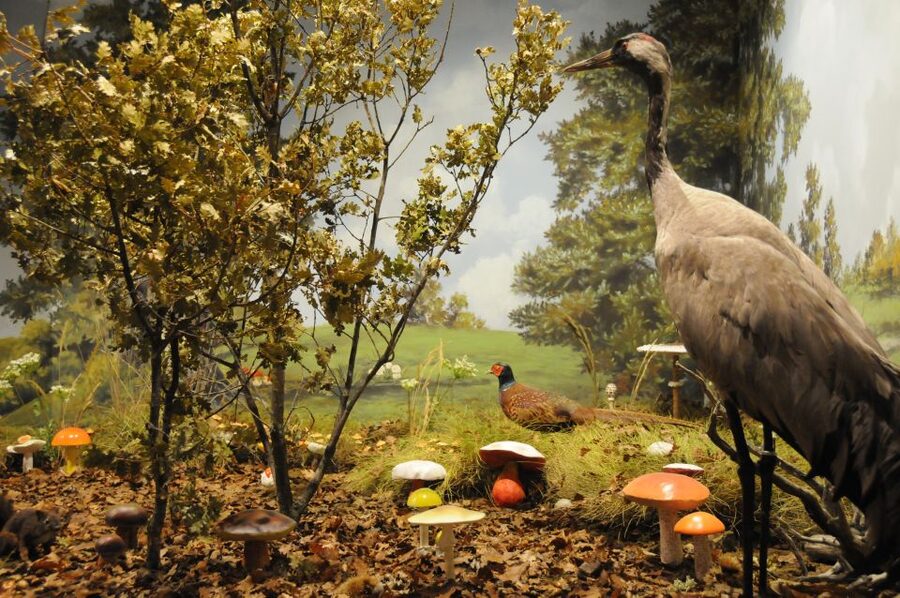 Meteora: Natural History Museum and Mushroom Museum Tour - Key things to know before you go