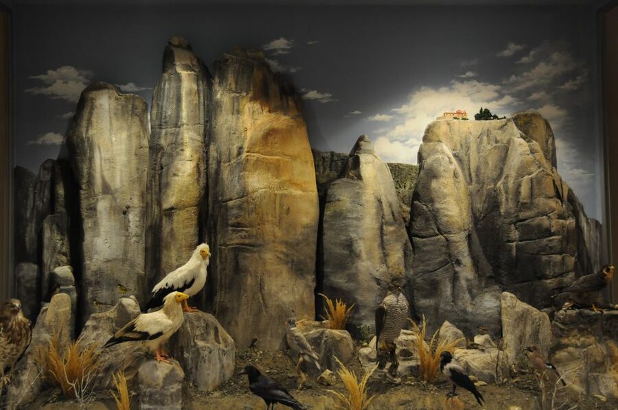 Meteora: Natural History Museum and Mushroom Museum Tour - Where this museum sits in Kalampaka, and why it works as a 1-day add-on