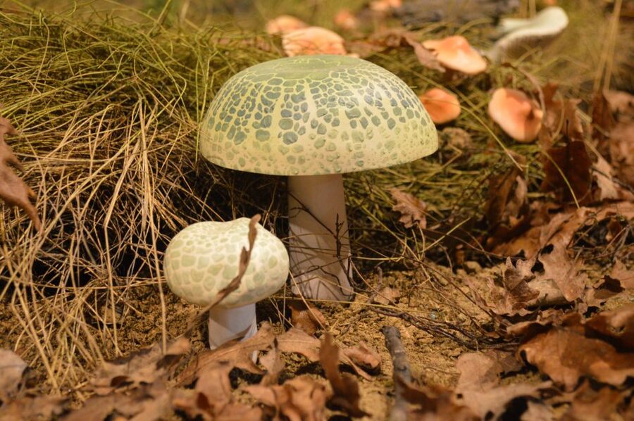 Meteora: Natural History Museum and Mushroom Museum Tour - Who this is best for, and who should think twice