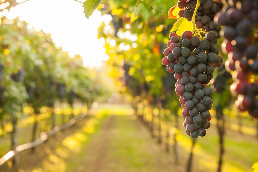 Nafplion: Nemea Vineyards Wine Tour - What You’ll Learn During the Vintage and Wine-Making Stages