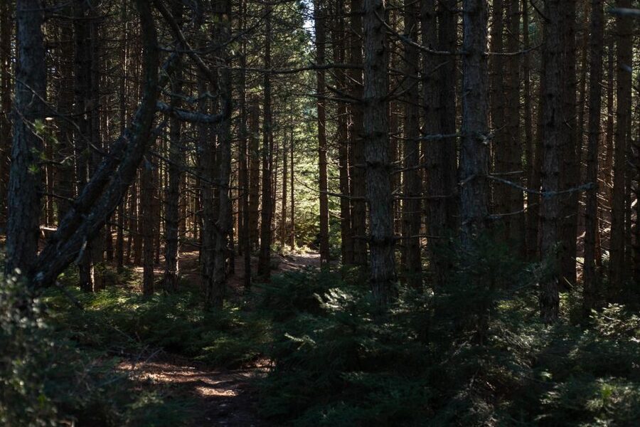 Parnitha (Parnis) / Skipiza & Mola loop - Hike near Athens - What makes the deer theme worth it, even on a no-sighting day