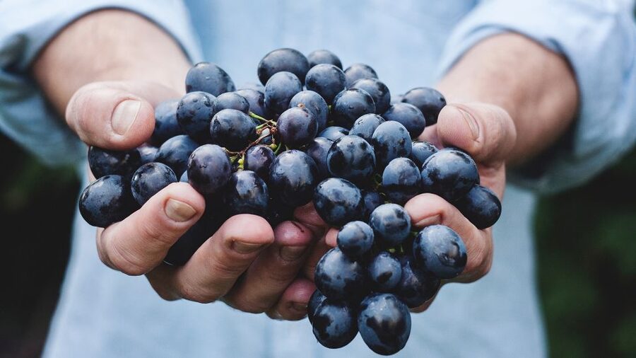 Private Wine Tasting Experience in Athens - How the Sommelier Turns Wine Into a Skill