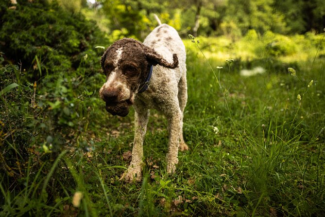Truffle Hunting at Meteora - What you learn about truffles in the Pindos woods