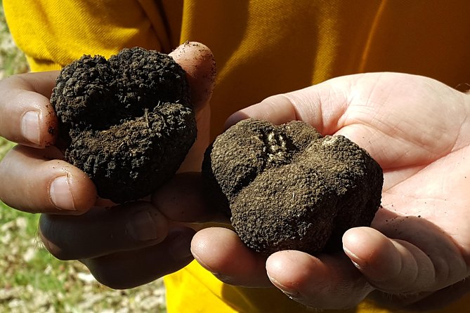 Truffle Hunting at Meteora - Snacks, tastings, and the mushroom sweet you shouldn’t skip